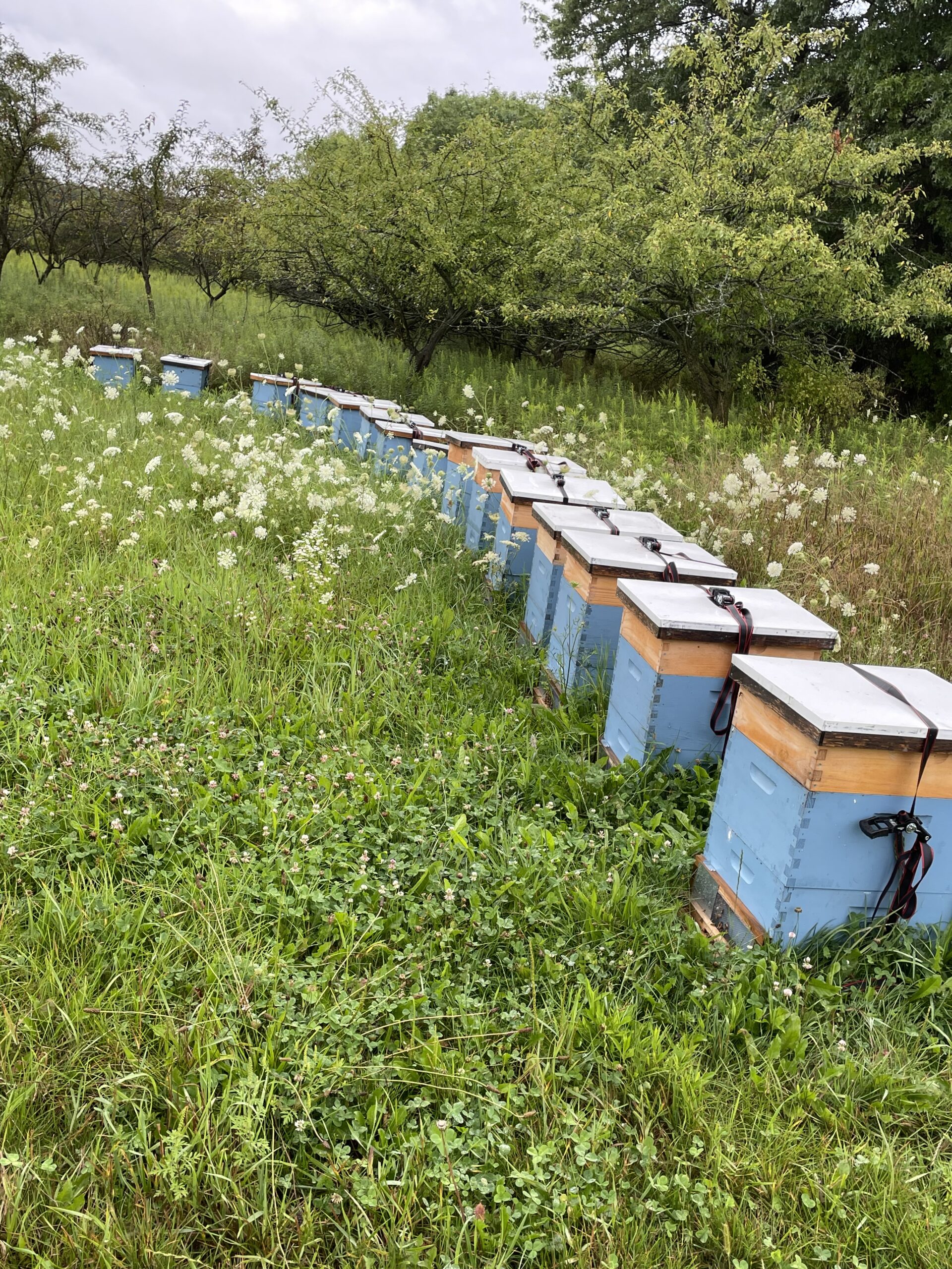 Beehives pt.2