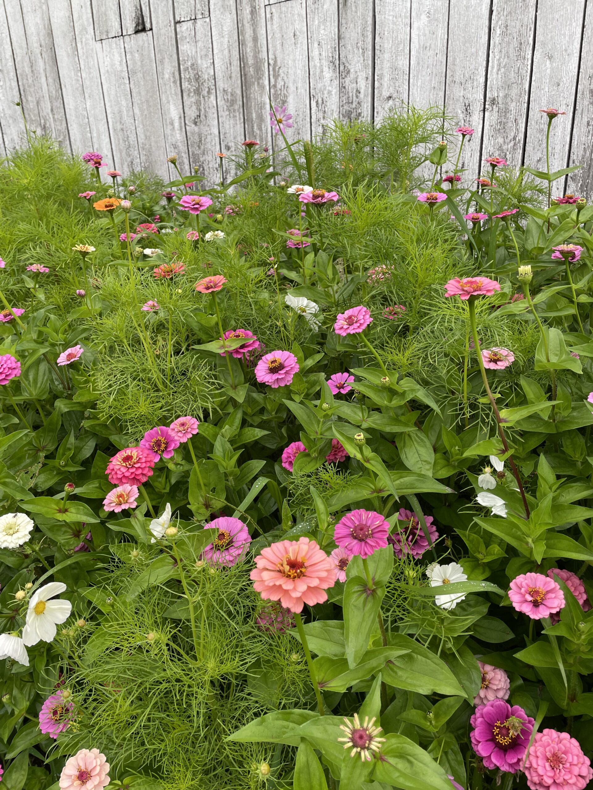 Farm wildflowers pt.2