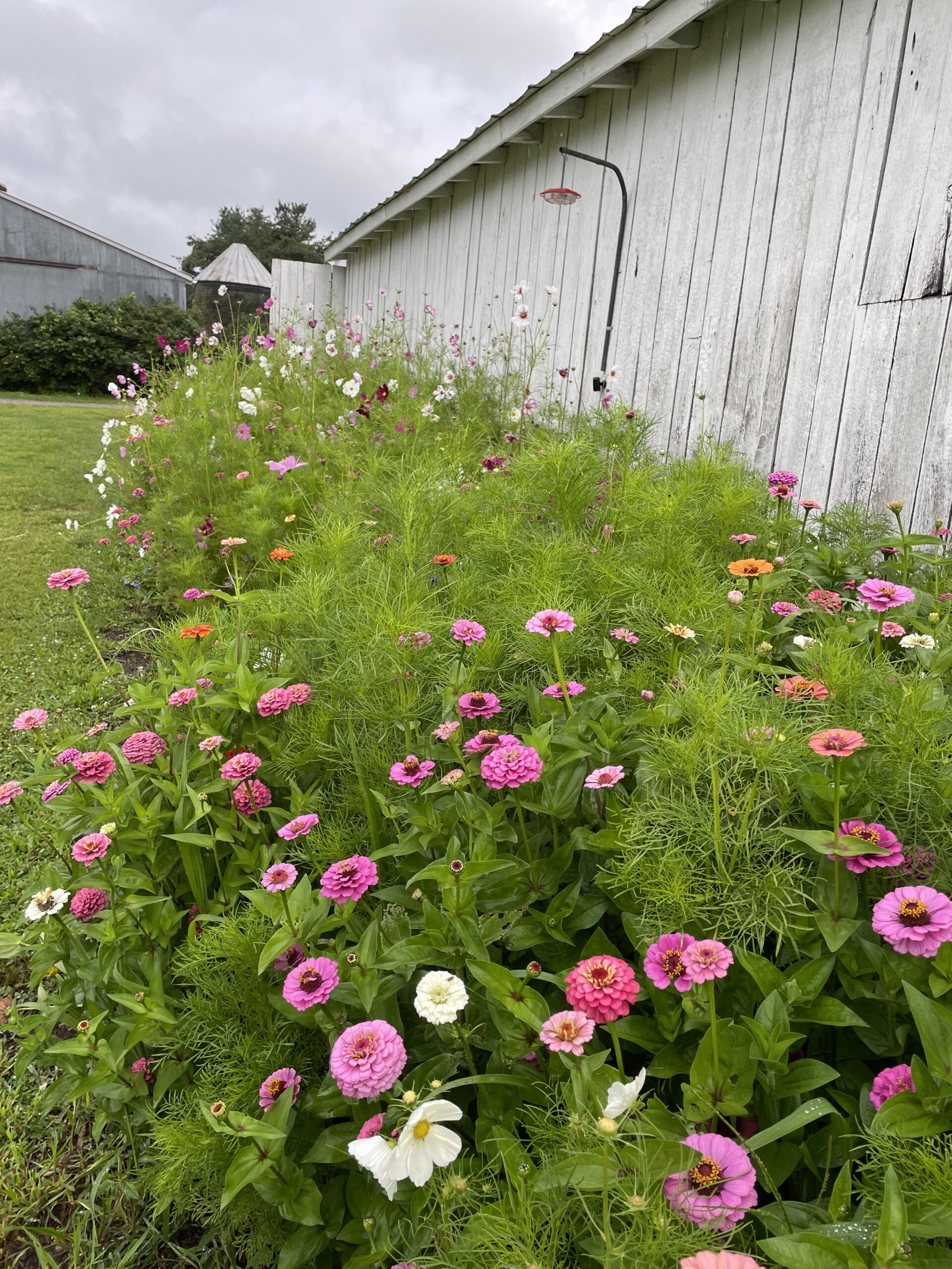 Farm wildflowers pt.3
