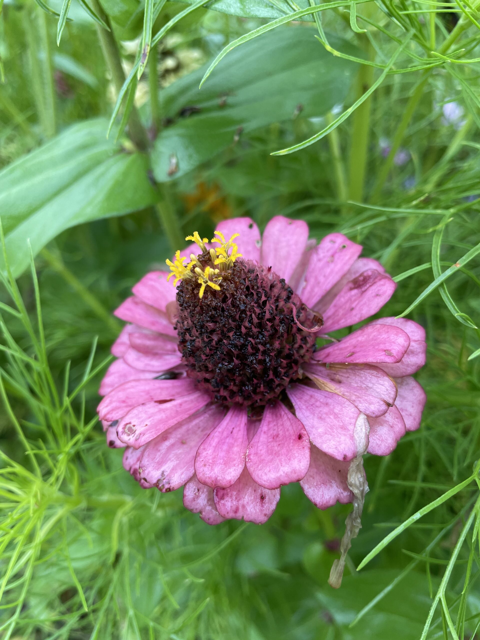 Farm wildflowers pt.4